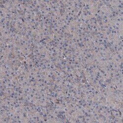 Tapasin Related Protein Antibody, Novus Biologicals 0.1mL; Unlabeled:Antibodies,